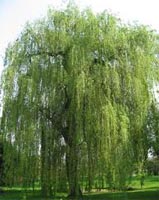 Salix Alba - White Willow Trees from Heathwood Nurseries